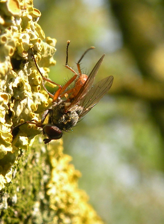 Tachinidae Phasiinae ?